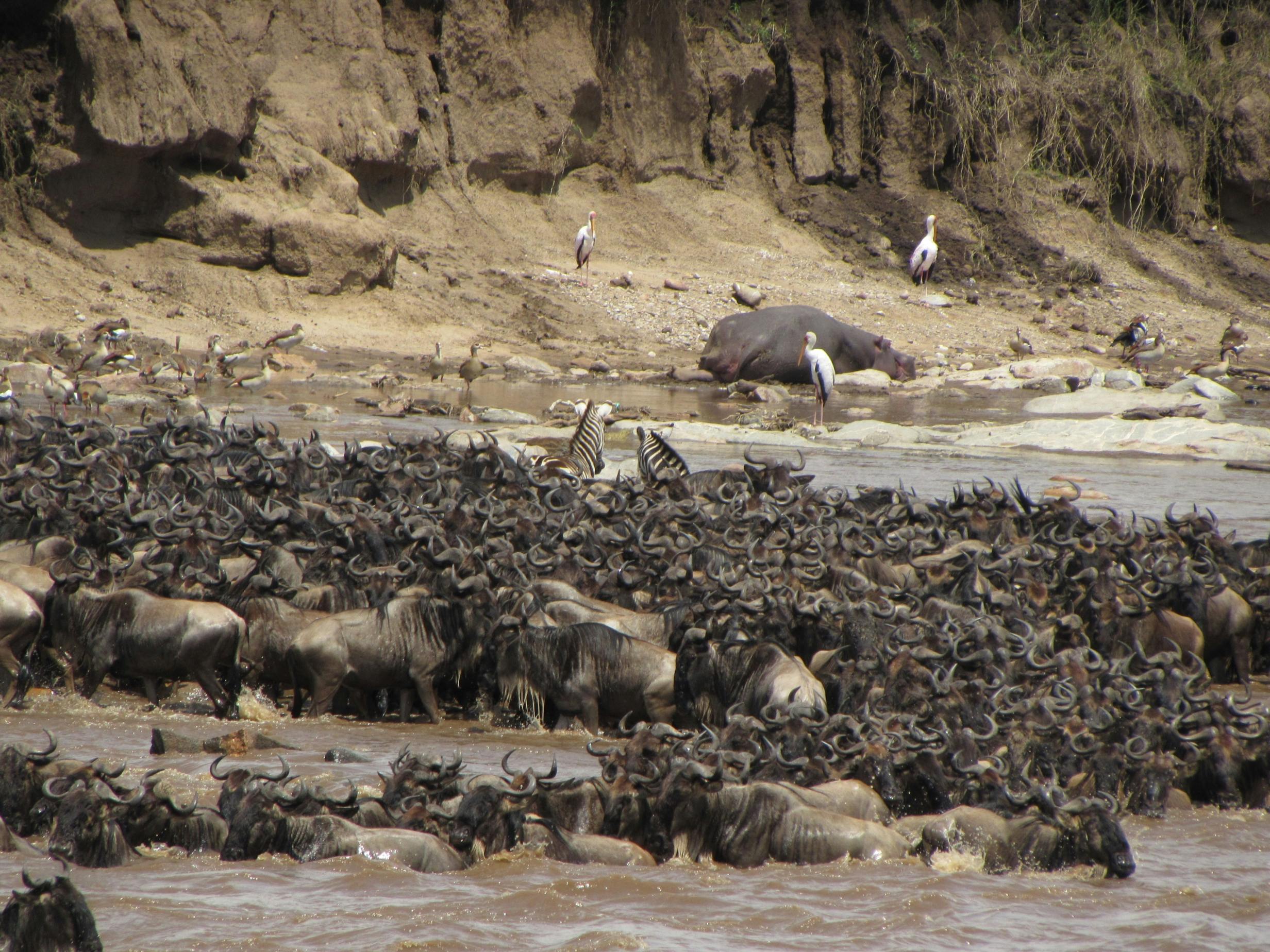 Masai Mara Great Migration Safari in Narok County