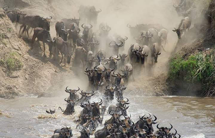 Masai Mara National Reserve in Narok County - Great Migration destination